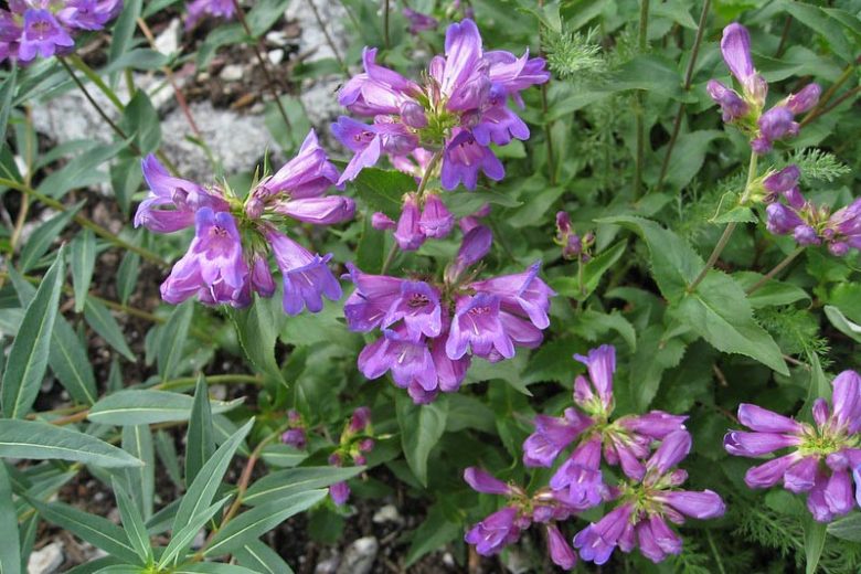 Cascade penstemon (Penstemon serrulatus)