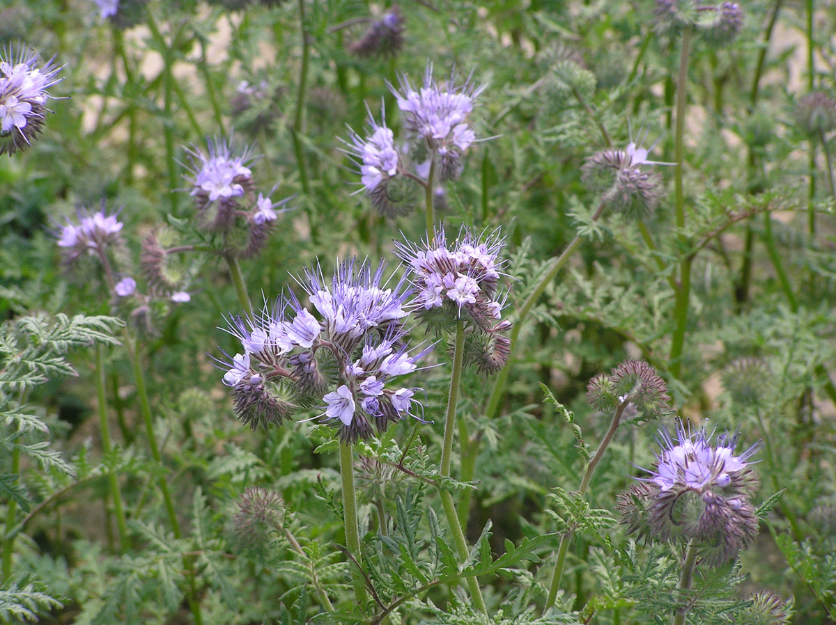 Phacelia (Phacelia tanacetifolia)