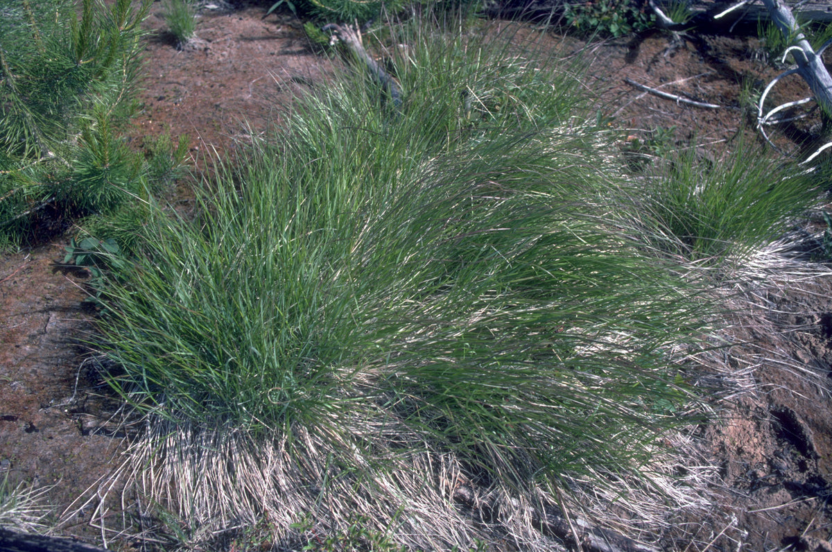 Pinegrass (Calamagrostis rubescens)