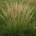 Prairie Junegrass (Koeleria macrantha)