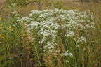 Boneset (Eupatorium perfoliatum)