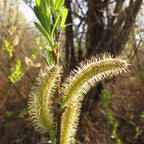 Sitka Willow (Salix sitchensis)