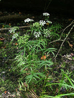 Pacific Water Parsnip (Sium suave)