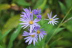 Smooth Blue Aster (Symphyotrichum Laeve)