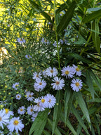 Smooth Blue Aster (Symphyotrichum Laeve)