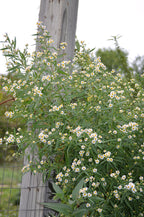 White Panicle Aster (Symphyotrichum Lanceolatum)
