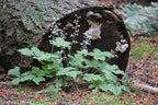 Three Leaf Foamflower (Tiarella cordifolia)
