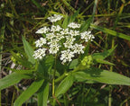 Pacific Water Parsnip (Sium suave)