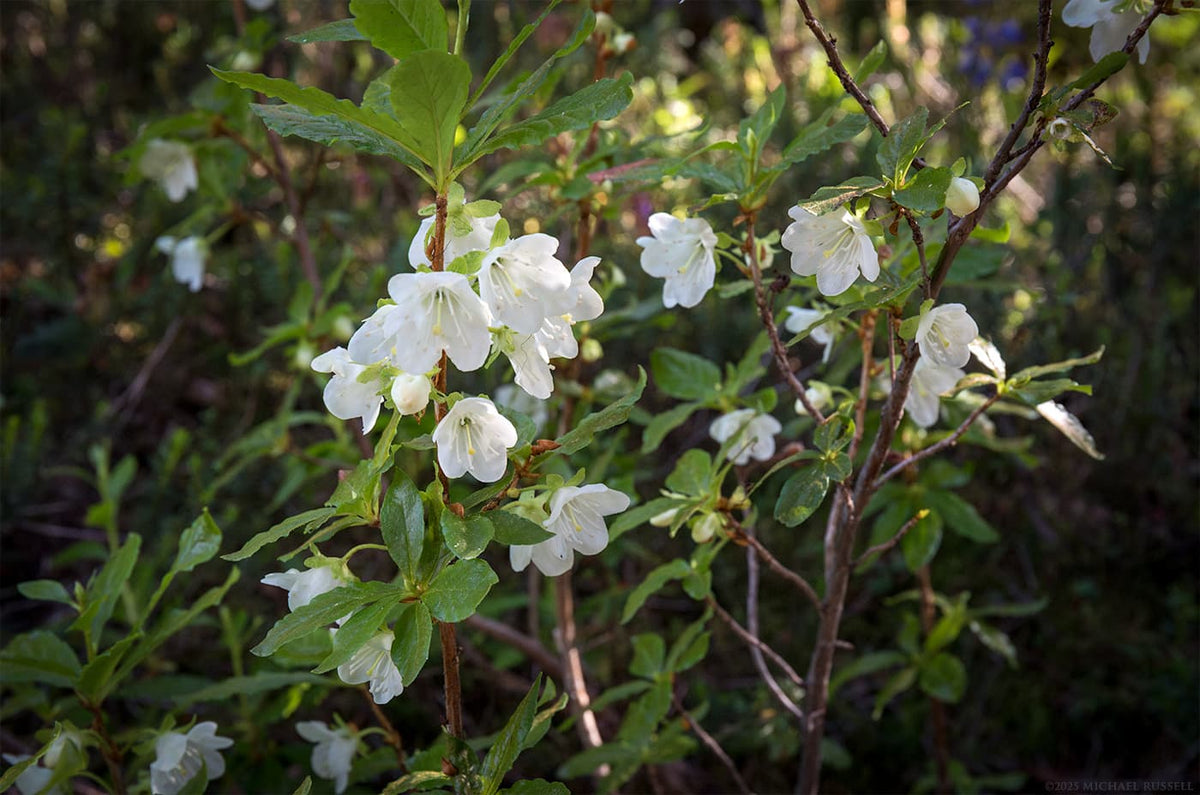 White-flowering Rhododendron (Rhododendron albiflorum)